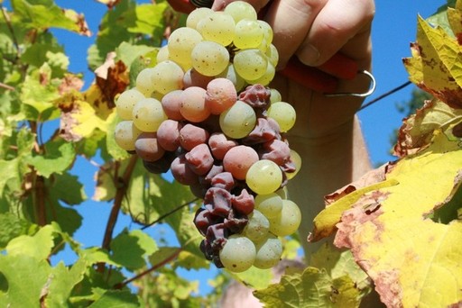 white wine grapes.jpg